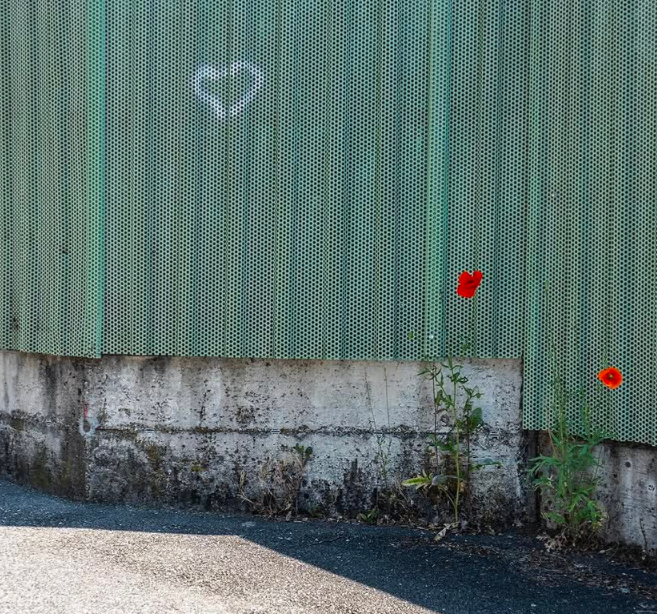 Illustration de l'article Le coquelicot